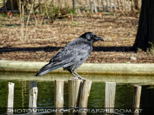 Fr�hlingserwachen 15