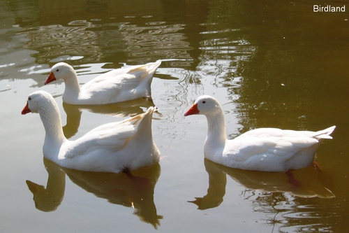 Tick, Trick und Track