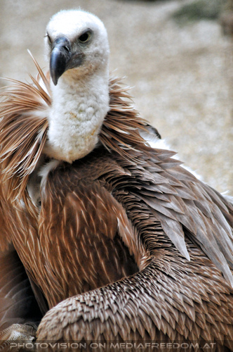 Historische Falknerei 33