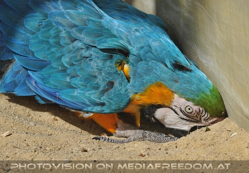 Gelbbrustara beim graben