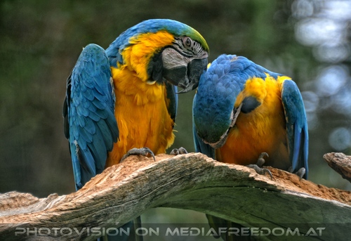 Gelbbrustara P�rchen