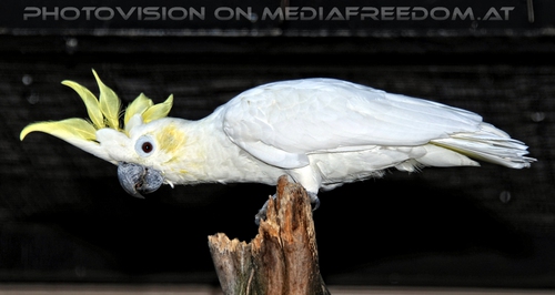 Gelbhaubenkakadu balanciert