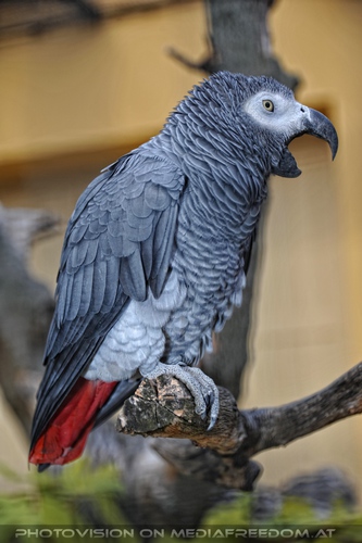 Graupapagei Begr��ung