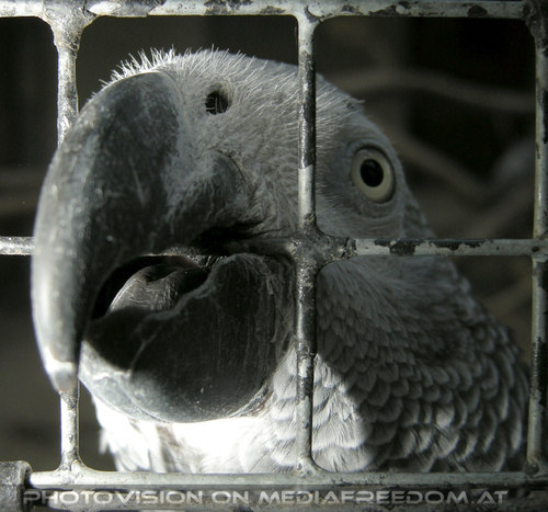 Pr�sentiert.....den Schnabel