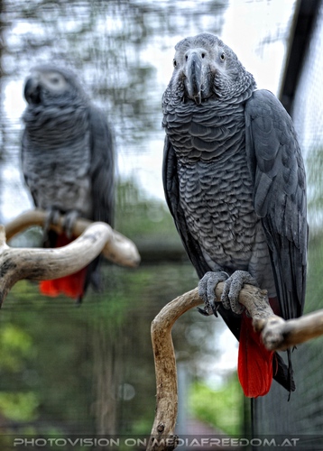 Graupapageien Duo