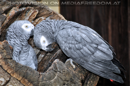 Graupapageien