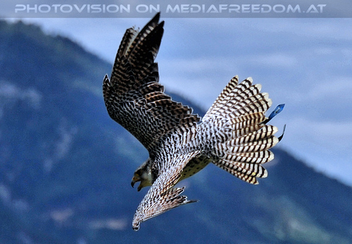 Greifvogel Flugschau 05