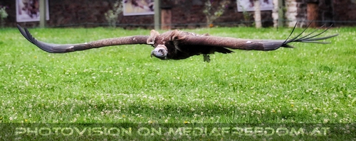 Geier Extremtiefflug