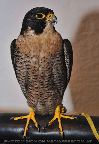 Pr�parierter Falke