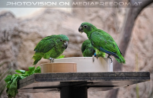 Gr�ne Papageien
