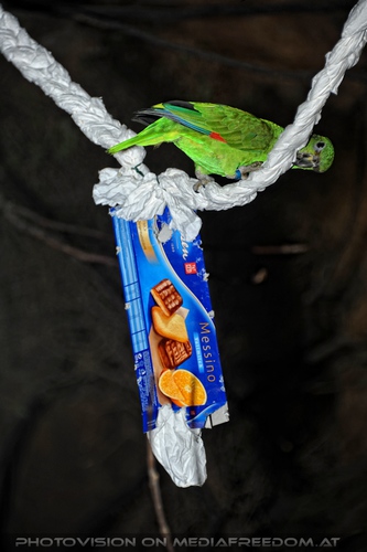 Gr�ner Papagei spielt