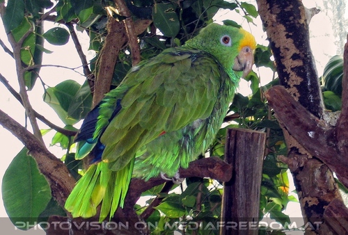 Gr�npapagei 1