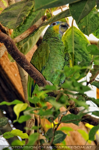 Im Tropenhaus 02: Gr�npapagei