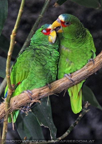 Gr�npapageien 03
