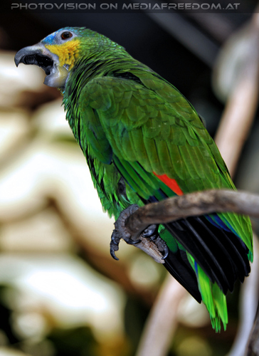Gr�npapageien 6