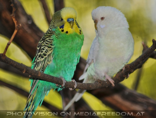Gr�nwei� Sittiche
