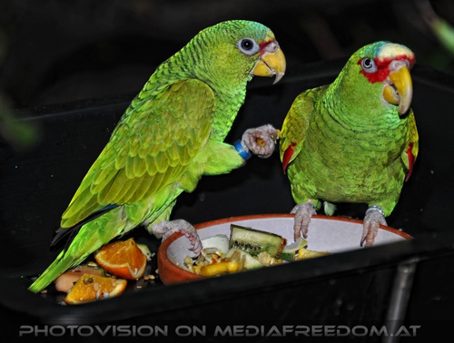 Grunpapageien beim futtern