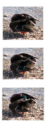 enten waschi waschi ;-)