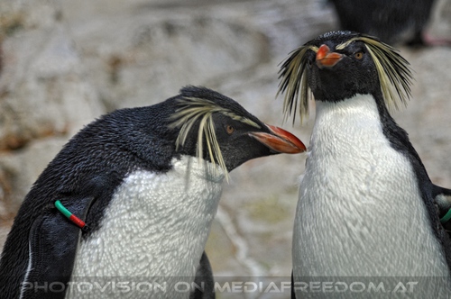 Hey du Kollege Pinguin