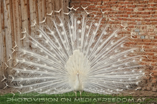 Gro�es wei�es Pfauenrad
