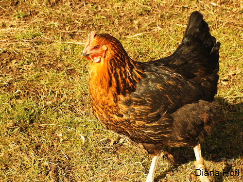 Ich w�r so gern ein Huhn