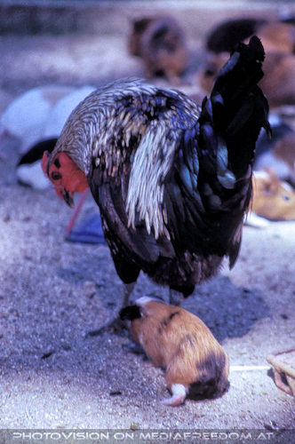 Huhn und Meerschweinchen