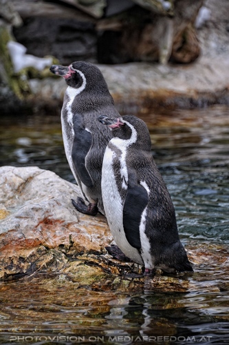 Humboldt Pinguine 01