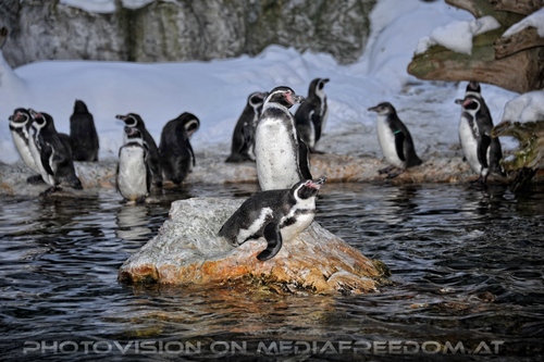 Humboldt Pinguine 03