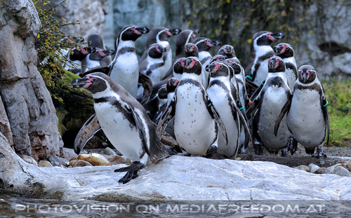 Humboldt Pinguine 2