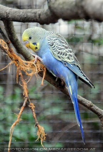 In der Sittichvoliere 2