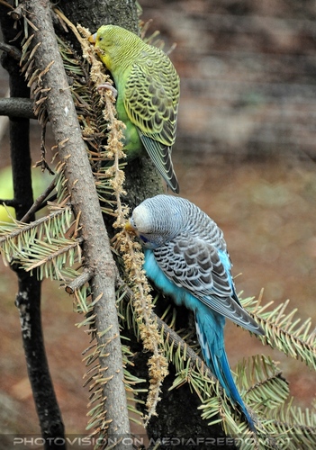 In der Sittichvoliere 3