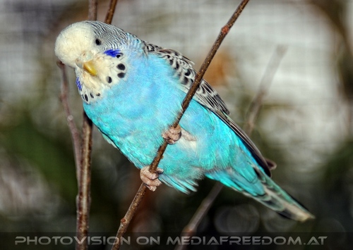 In der Sittichvoliere 5