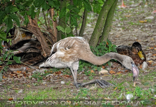 Jungflamingo und Enten