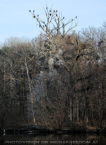 Kaiserliche Gartenlust 20