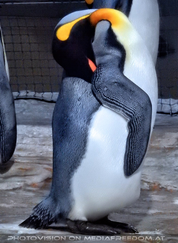 K�nigspinguine 2