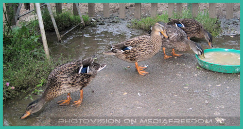 Bauernhof Oberlaa und seine Enten