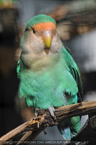 Linzer Tiergarten 07