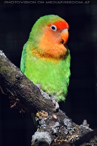 Linzer Tiergarten 08