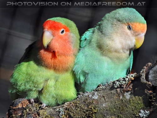 Linzer Tiergarten 10