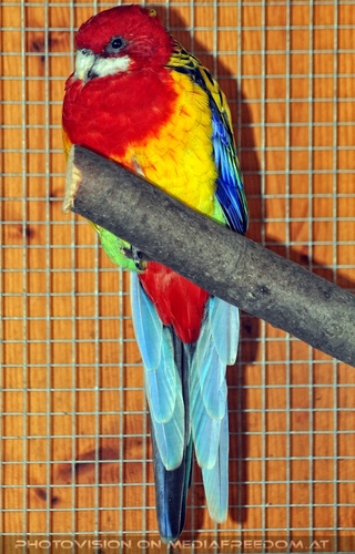 Linzer Tiergarten 26