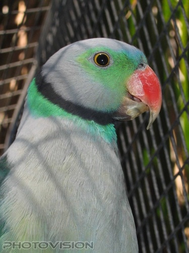 Paradise Bird