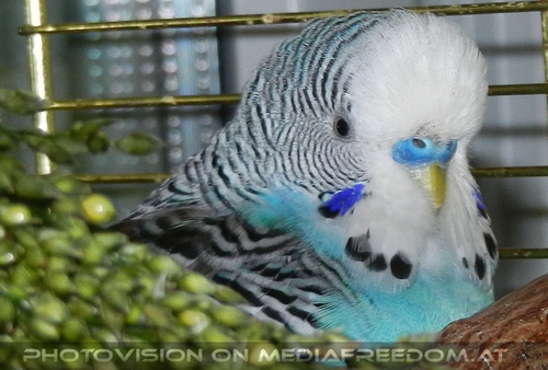 Blue Budgie