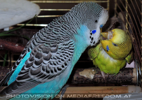 Bussi bussi: Lucky,Speedy