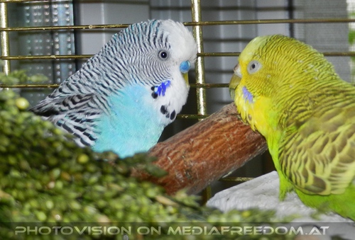 Hallo blauer Sittich: Lucky,Speedy