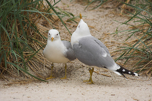 Du, ich glaube es kommt ein Gewitter!