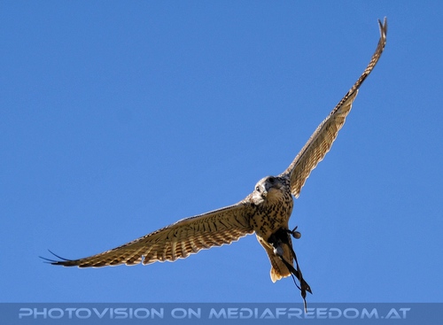 Renaissancefalkner 02