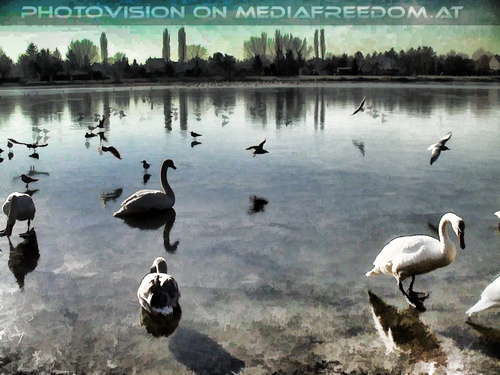 M�ven und Schw�ne auf Eis