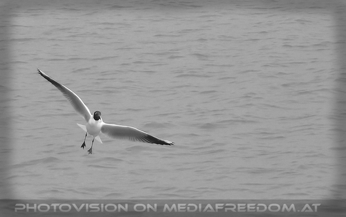 Neusiedler See M�ve