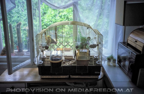 Niki mit seiner Speedy