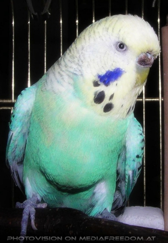 Pr�chtiger Sittich